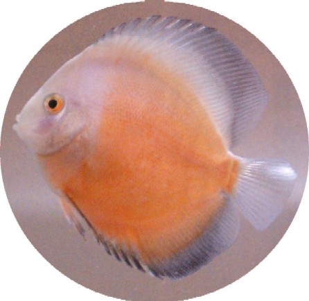Golden Ghost Discus  2-3 inch
